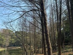 -上海滨江森林公园