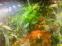 -森味薪火烧•烧鸟居酒屋•日本料理(望京店)