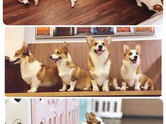 -柯斗斗主题餐厅·狗咖·围炉煮茶·茶饮(国瑞升平里店)