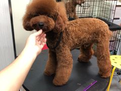 -小尾巴宠物店(万科·金域华庭店)