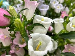 -花辰月夕花坊(北滨路店)