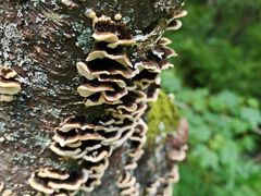 -五营红松林海景区