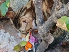 -张卤堂·砂锅卤肘子(南头店)