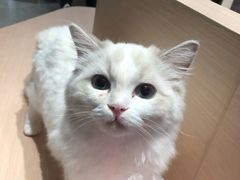 -瞄一喵猫咖(格力海岸店)