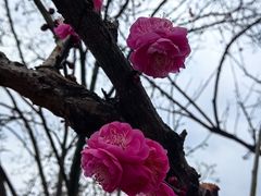 -新建村梅花