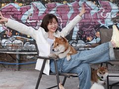 -柴犬高等学院·狗咖·柴犬售卖·宠物训练