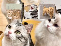 -有喵·猫咖·狗咖·40+猫狗有小奶狗(岗厦店)