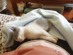-喵zoo家庭繁育猫舍(尖东智能花园店)