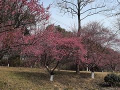 -黄陂区野村谷景区