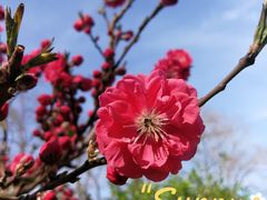 -海棠花溪(元大都城垣遗址公园)