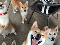 -柴犬高等学院·狗咖·柴犬售卖·宠物训练