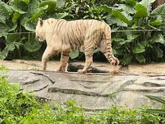 -广州长隆野生动物世界