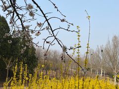 -北京西山国家森林公园