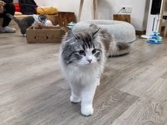-柴迷FANS CLUB·柴犬狗咖·猫咖