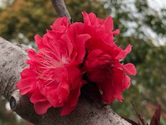 -上海市龙华烈士陵园