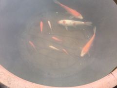 -田园东方蜜桃村的田野营地