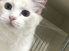 -东方名猫馆·英短金渐层布偶猫舍(环线广场1号楼店)