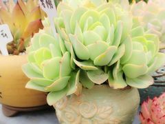 -下关花鸟市场