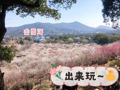 -香雪海