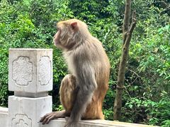 -黔灵山公园