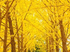 -三里屯东五街银杏大道