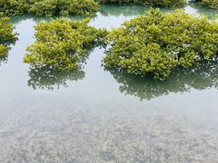 -北海金海湾红树林生态旅游区
