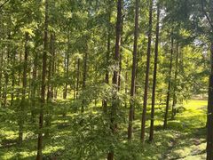 -黄海国家森林公园