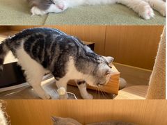 -CAT’S MEWSTAR CAFE·喵星球猫屋(晴湾咖啡店)