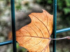 -三里屯东五街银杏大道