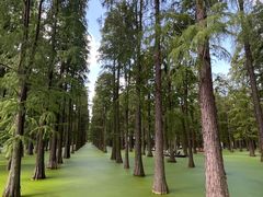 -渌洋湖湿地公园