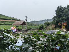-龙坞茶村