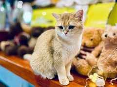 -咖法森林·咖啡  酒吧(天河店)