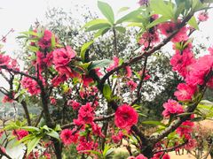 -南国桃园旅游度假区