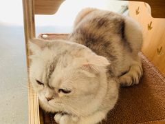 -飞行喵MR PILOT|猫舍·猫咖(静安大融城店)