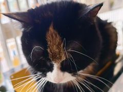 -平行世界·猫咖(首经贸店)