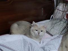 -三花喵·撸猫购宠·宠物生活馆(虹桥南丰城店)