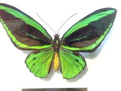 iphone_upload_pic-上海昆虫博物馆