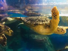 -烟台海昌鲸鲨海洋公园