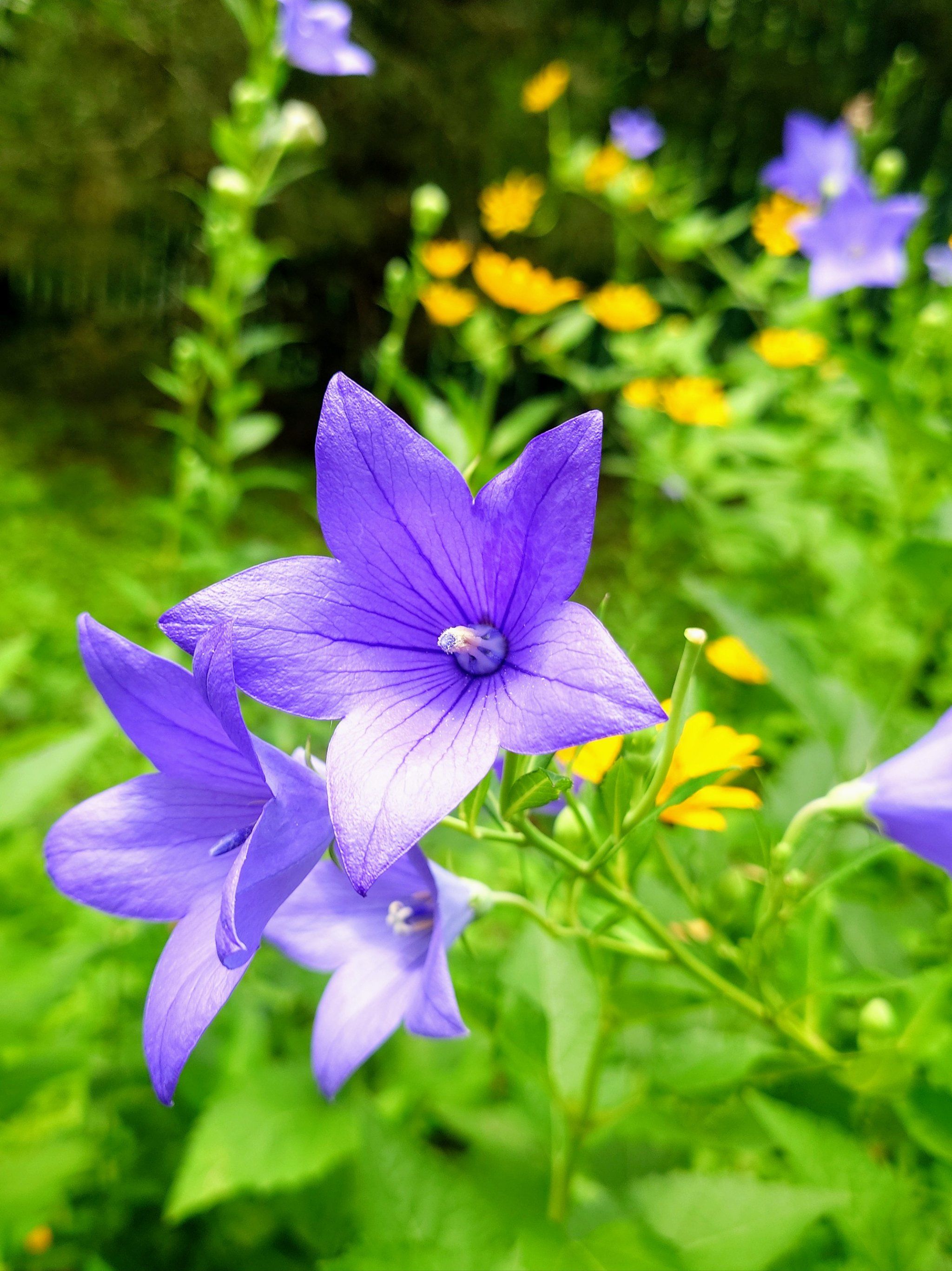 夏季赏花正当时