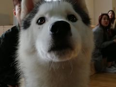 Prado-Husky Go! 哈士奇体验馆·宠物咖啡厅狗咖