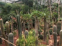 -北京呀路古热带植物园