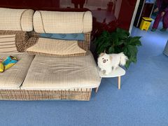 -顺强宠物诊所·狂犬免疫·夜诊·骨科(嘉定店)
