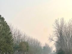 -合肥滨湖国家森林公园