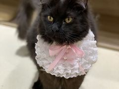 -藏猫猫咖啡主题馆(中央大道店)