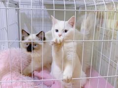-宠颐生中康贝怡动物医院