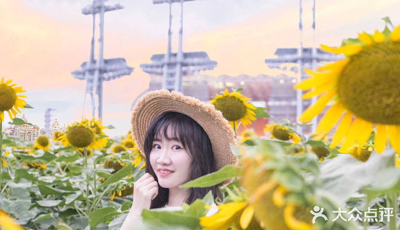 🌻金黄色向日葵花海 广州塔下的浪漫