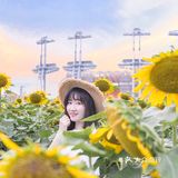 🌻金黄色向日葵花海 广州塔下的浪漫
