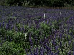 -松山湖梦幻百花洲