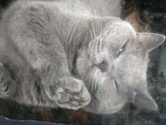 -猫咪博物馆(顶澳仔猫街店)