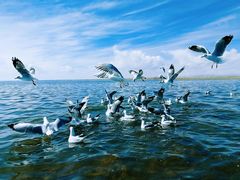 -青海湖国家重点风景名胜区